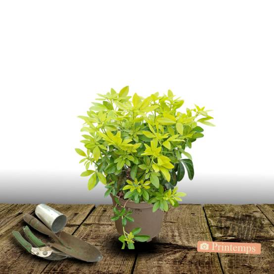 Oranger du Mexique doré Sundance® 'Lich', Choisya à fleurs Blanche/ - feuillage Persistant - Pot de 3L - 40/60 cm - Image 5