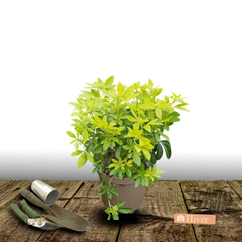 Oranger du Mexique doré Sundance® 'Lich', Choisya à fleurs Blanche - feuillage Persistant - Pot de 3L - 40/60 cm-  hauteur à maturité De 1,00 m à 1,50 - Image 4
