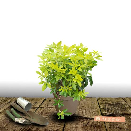 Oranger du Mexique doré Sundance® 'Lich', Choisya à fleurs Blanche/ - feuillage Persistant - Pot de 3L - 40/60 cm - Image 2