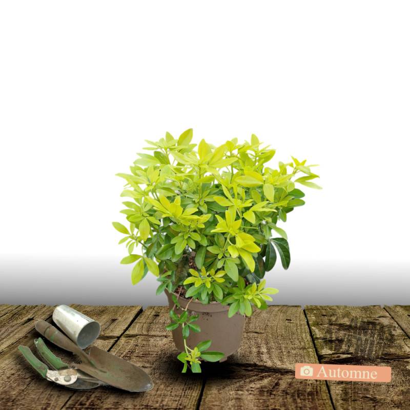 Oranger du Mexique doré Sundance® 'Lich', Choisya à fleurs Blanche - feuillage Persistant - Pot de 3L - 40/60 cm-  hauteur à maturité De 1,00 m à 1,50 - Image 2