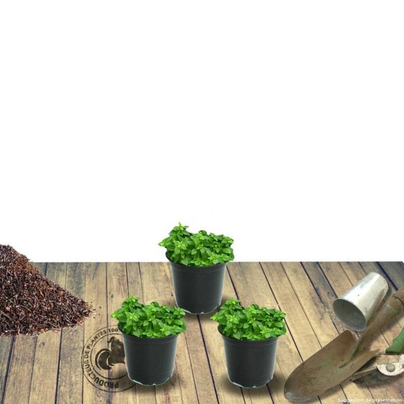 Aubriète Silberrand à fleurs Rouge/ - feuillage Persistant - Godet - 5/20 cm - Imagen 3