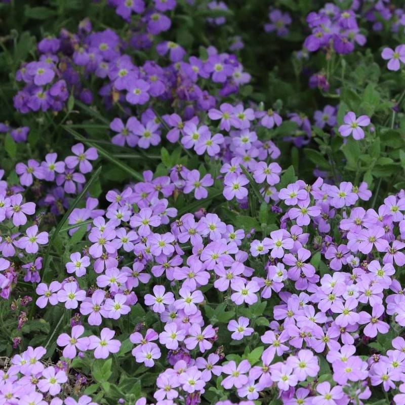 Aubriète Silberrand à fleurs Rouge/ - feuillage Persistant - Godet - 5/20 cm - Imagen 1