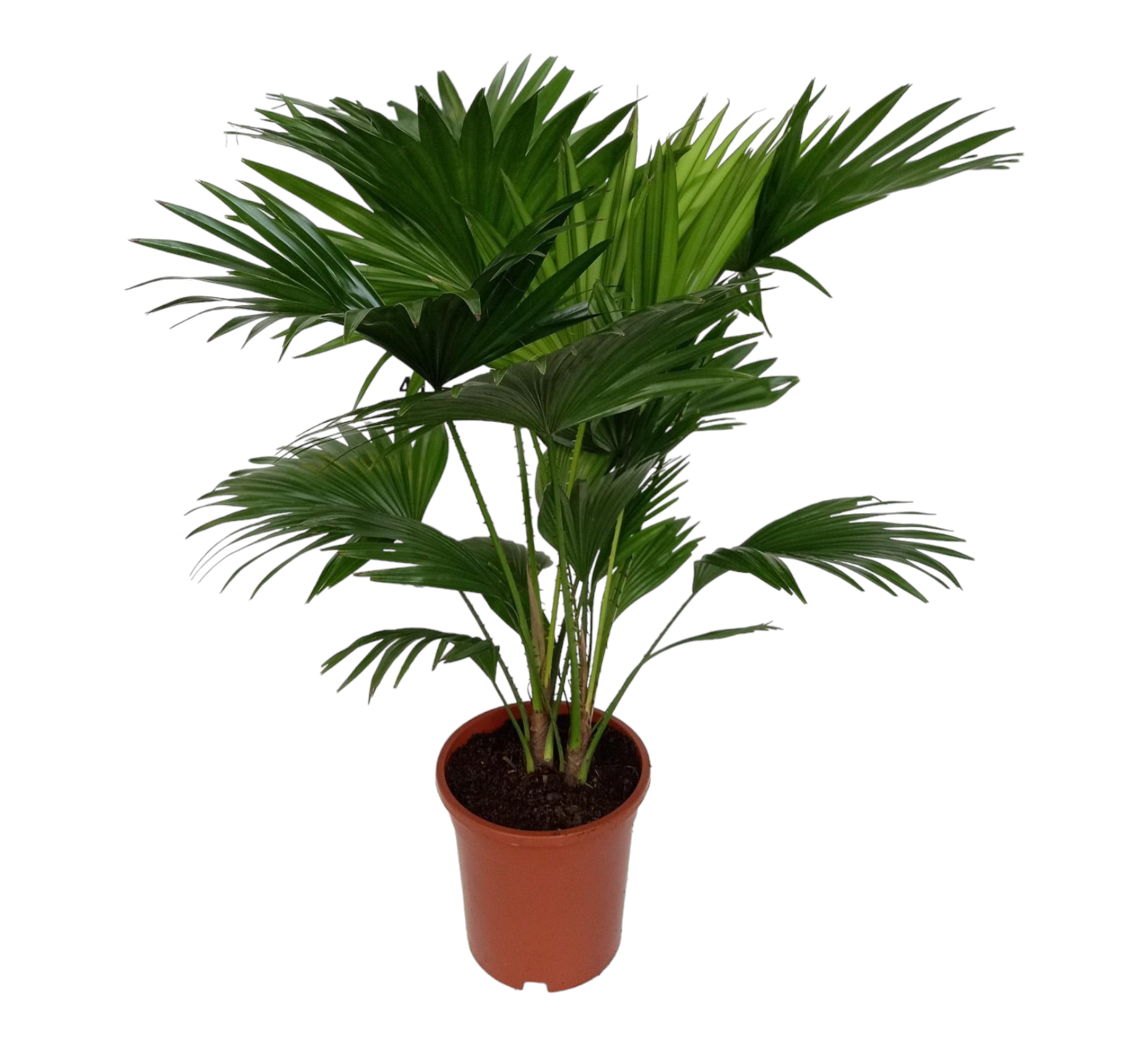 Livistona Rotundifolia h70cm 70cm - Plante d'intérieur- La Green Touch