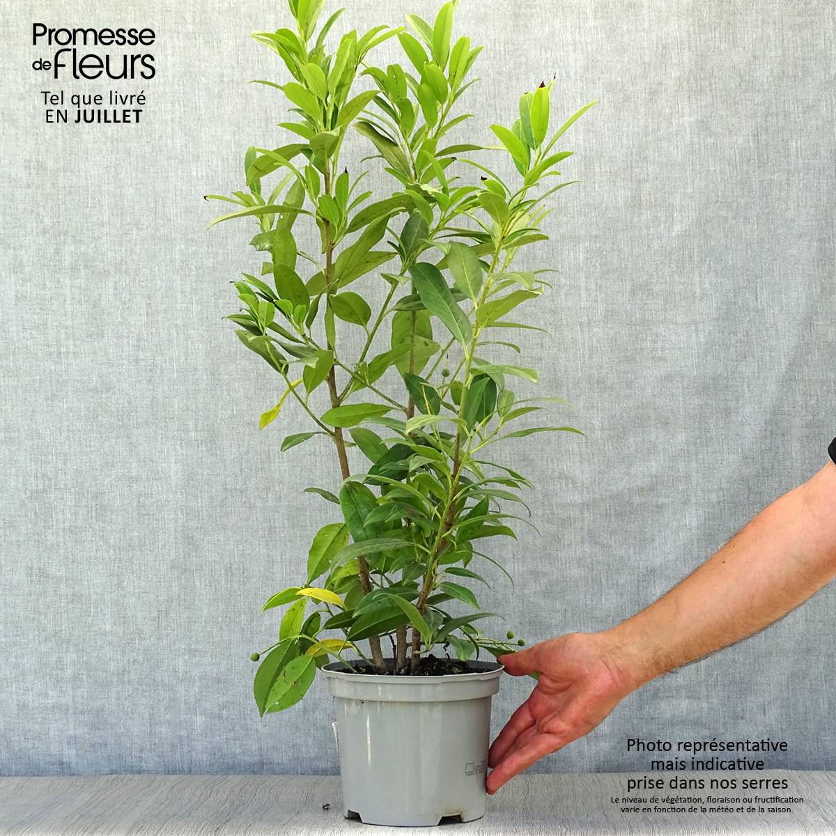 Laurier cerise - Prunus laurocerasus Herbergii Pot de 3L/4L - Image 2