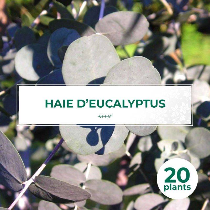 20 Eucalyptus (Eucalyptus Gunnii) - Haie de Eucalyptus -  - Pépinières Naudet - Image 1