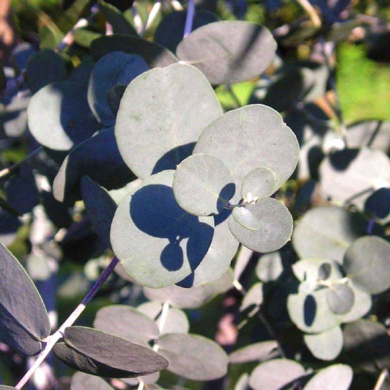 20 Eucalyptus (Eucalyptus Gunnii) - Haie de Eucalyptus -  - Pépinières Naudet - Image 2
