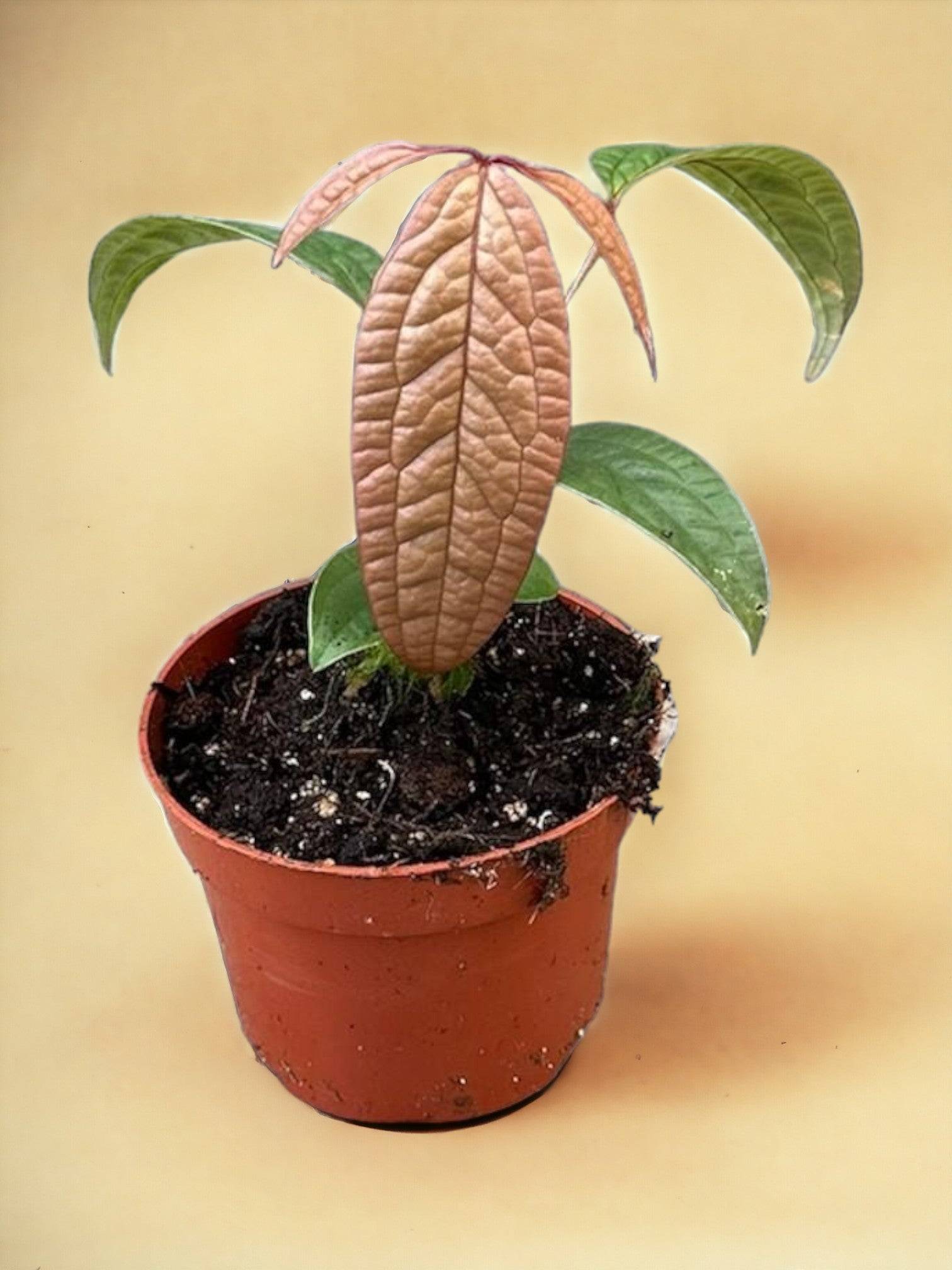anthurium jungle king Anthurium Jungle Bush main image 0