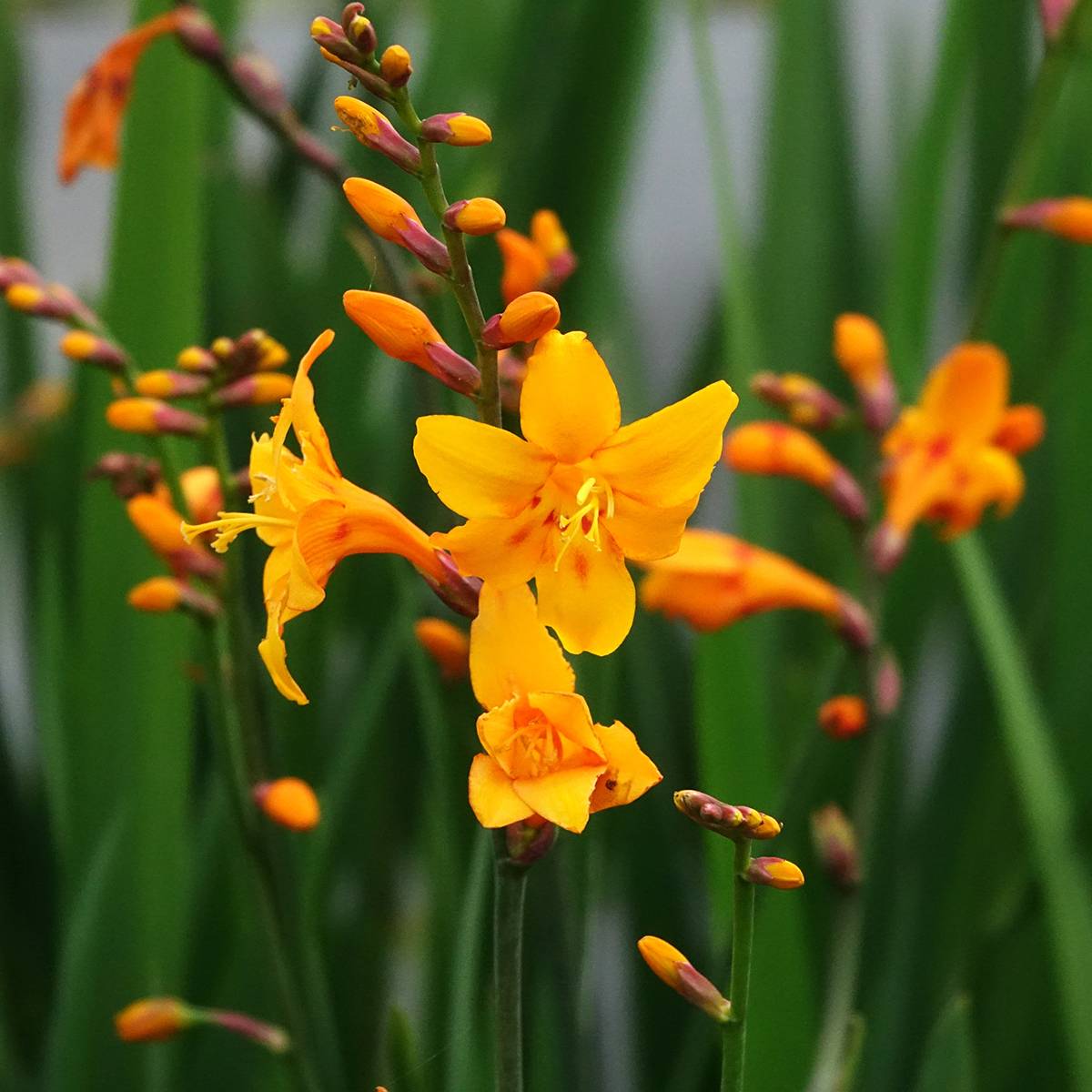 Promesse de Fleurs - Crocosmia ou Montbretia Columbus Pot de 2L/3L calibre 7+