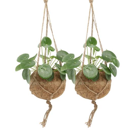 Kokodama Pilea Peperomiodes - D15 H20cm - Image 1