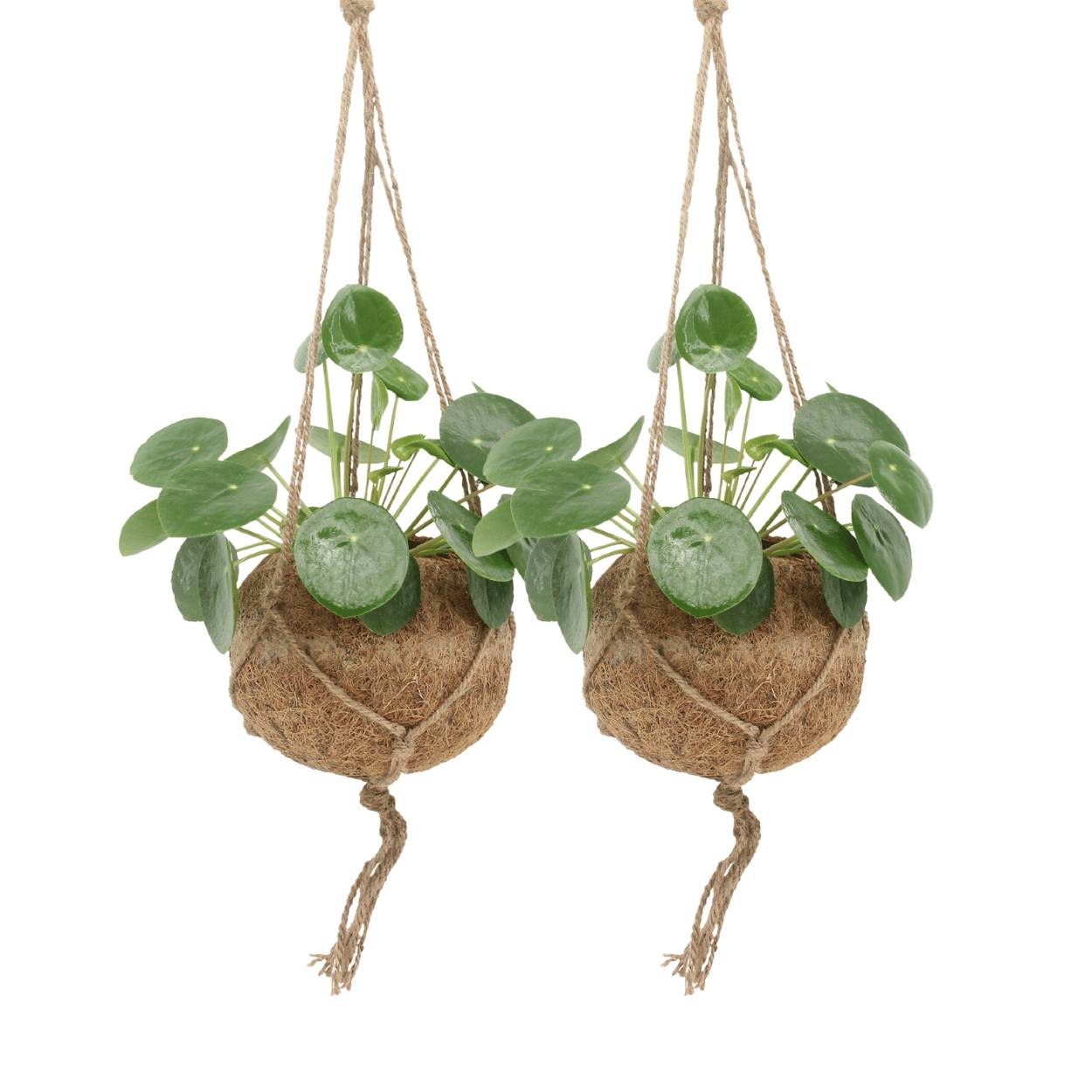 Kokodama Pilea Peperomiodes - D15 H20cm - Image 1