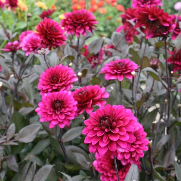 Dahlia décoratif Purple Flame Bulbe calibre I
