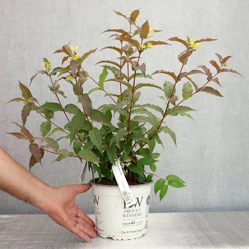 Promesse de Fleurs - Diervilla Kodiak Red Pot de 2L/3L - Image 2