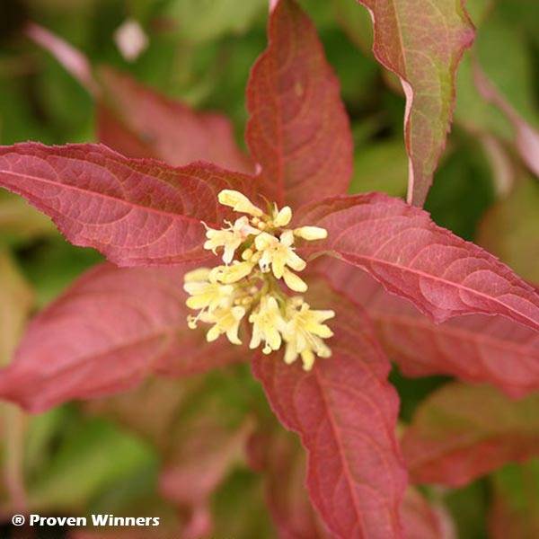 Promesse de Fleurs - Diervilla Kodiak Red Pot de 2L/3L - Image 1