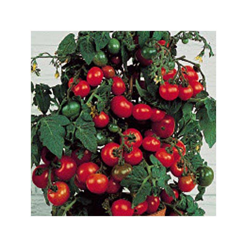 Tomate Tiny Tim - Tomate cerise  le sachet de 250 graines environ (0,5g)