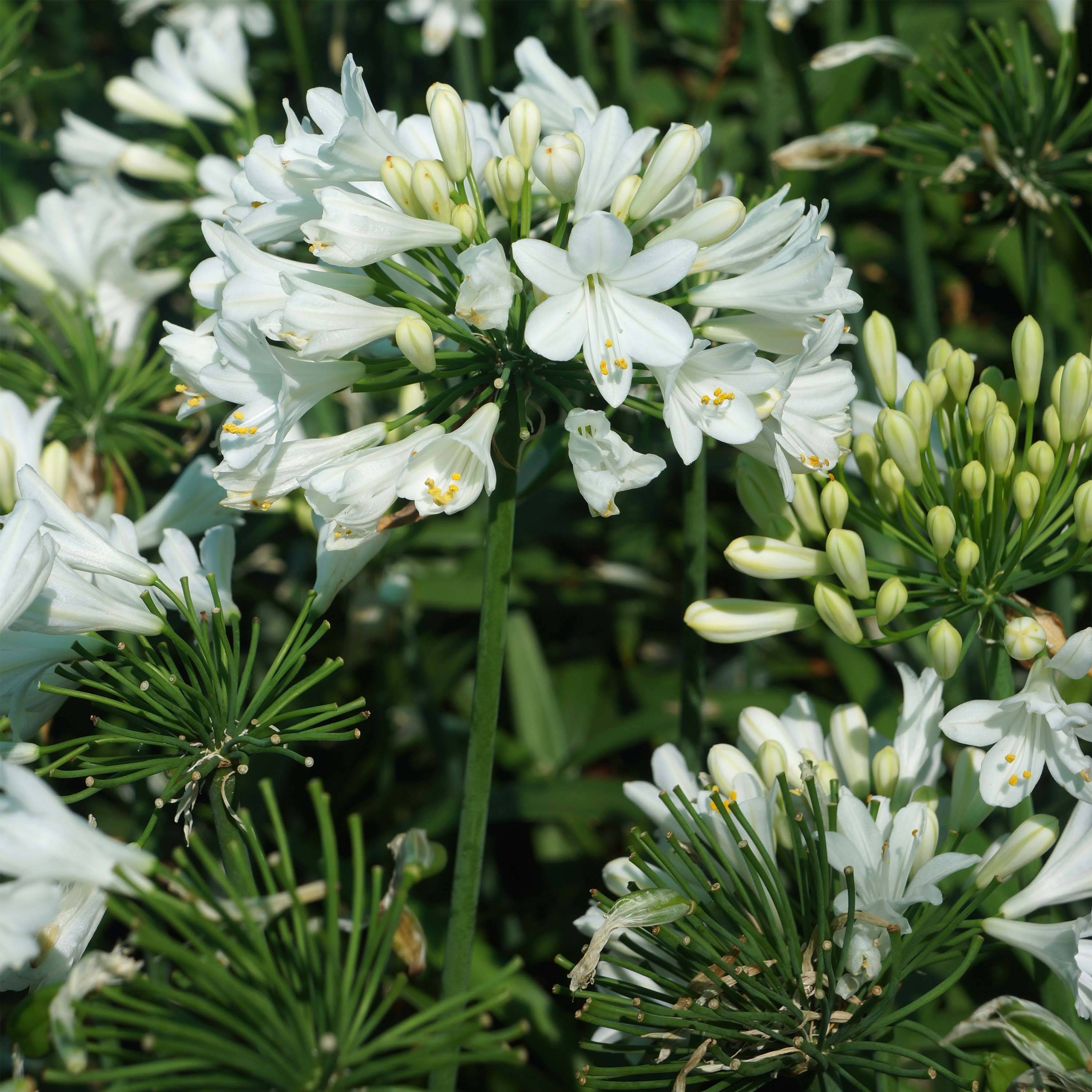 Agapanthe hybride Ever White Pot de 3L/4L