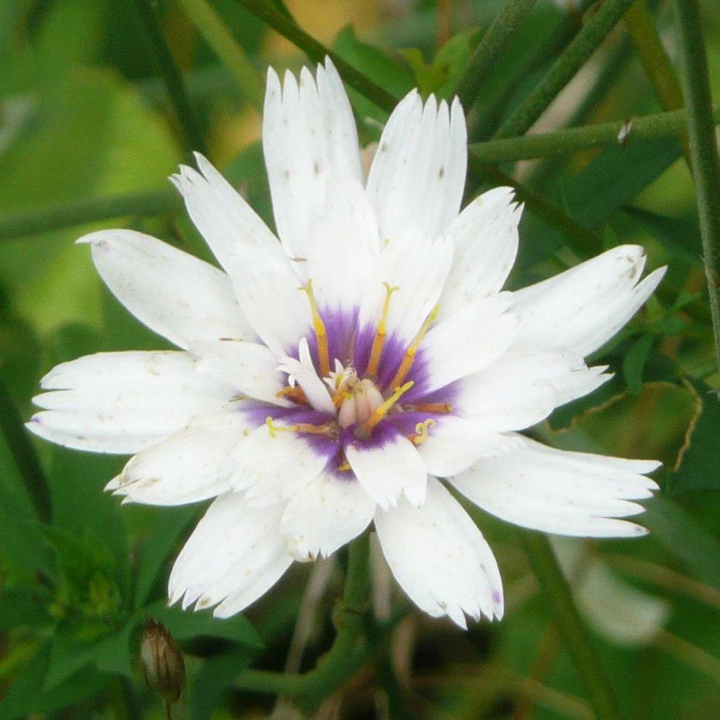 Promesse de Fleurs - Catananche caerulea Alba - Cupidone blanche Godet de 8/9 cm