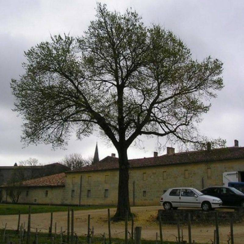 Orme champêtre (Ulmus minor) - Godet - Taille 20/40cm - Pépinières Naudet