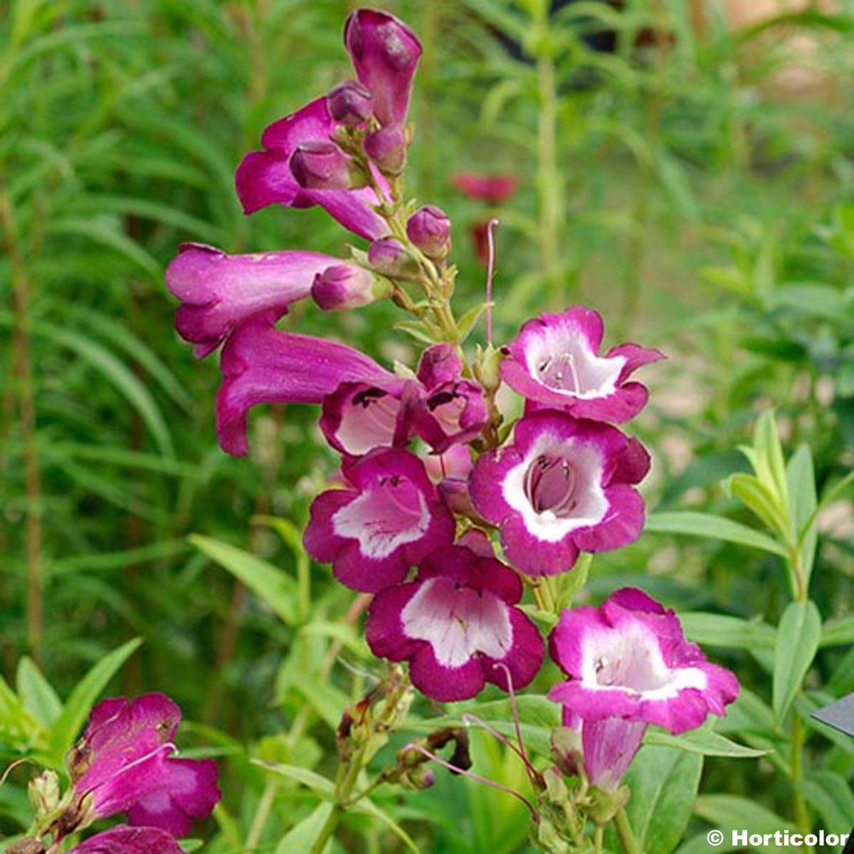 Promesse de Fleurs - Penstemon hybride Gloire des Quatre Rues - Galane Godet de 8/9 cm