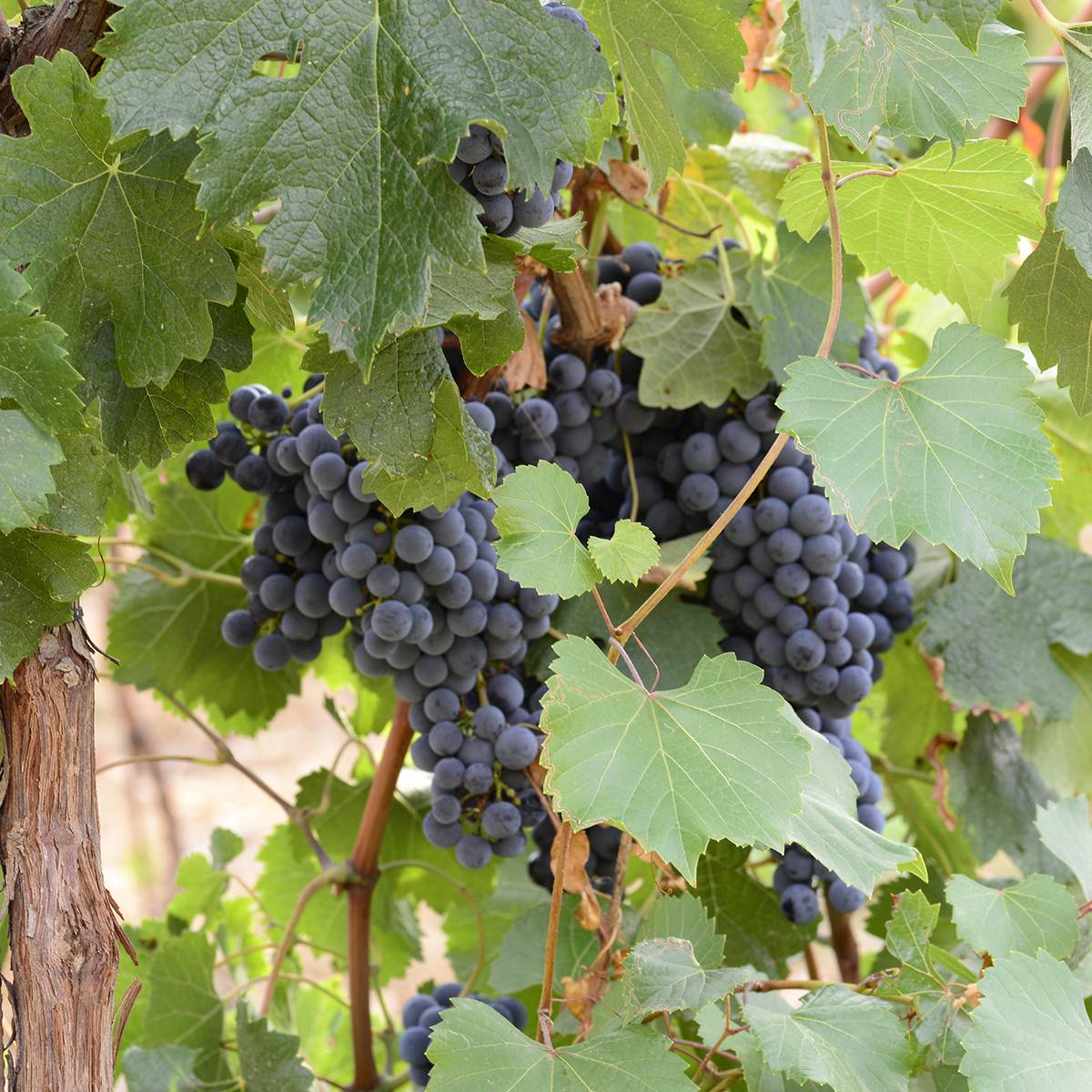 Promesse de Fleurs - Vigne Bonarda - Vitis vinifera Pot de 1,5L/2L