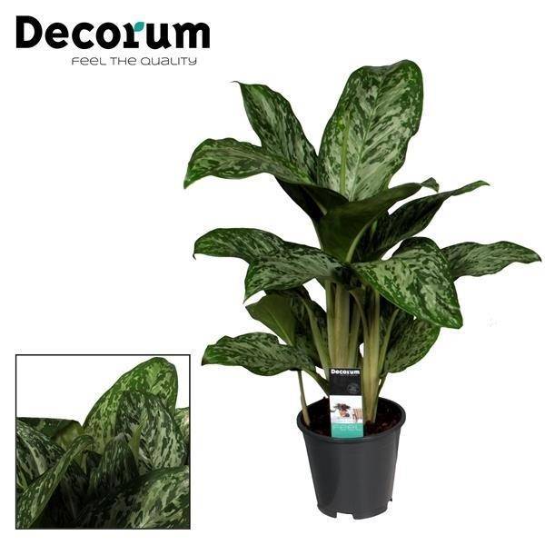 Aglaonema Greenlight - D17 H60cm
