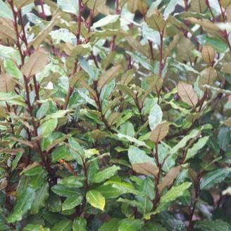 Elaeagnus Compacta, Chalef compact à fleurs Blanche/ - feuillage Persistant - Pot de 10L - 80/120 cm