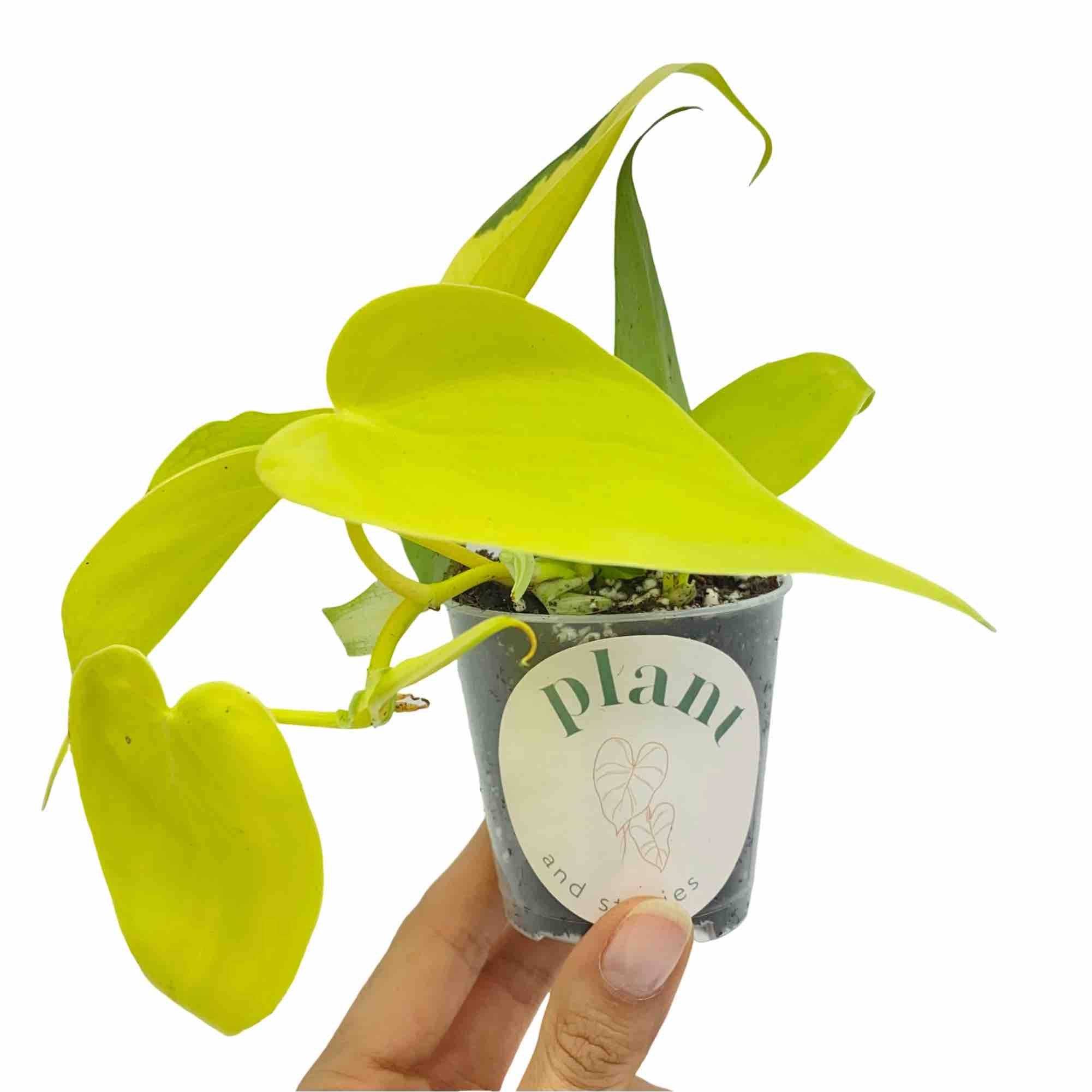 Philodendron Scandens Lemon Lime - Pot de 6cm - Plantes d'intérieur - Image 5