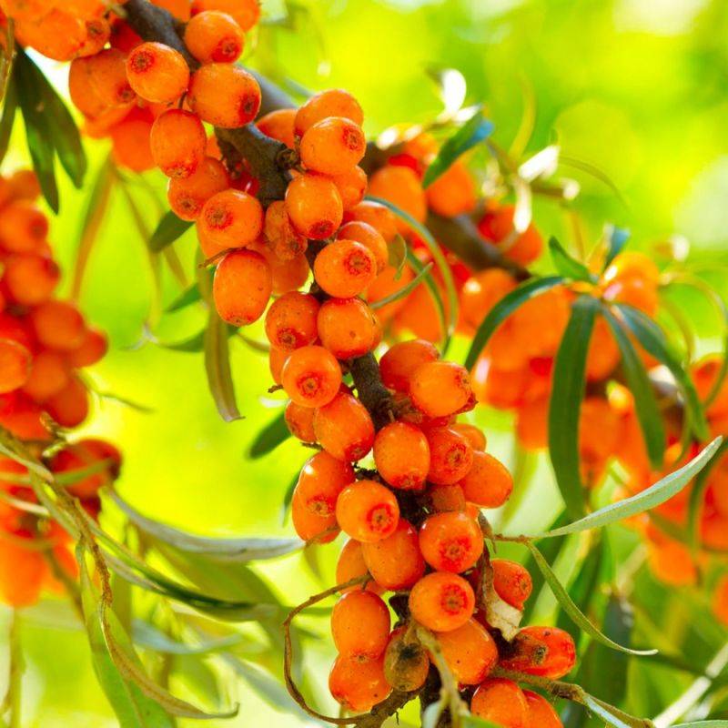 Argousier (Hippophae rhamnoides) - Godet - Taille 20/40cm - Pépinières Naudet - Image 1