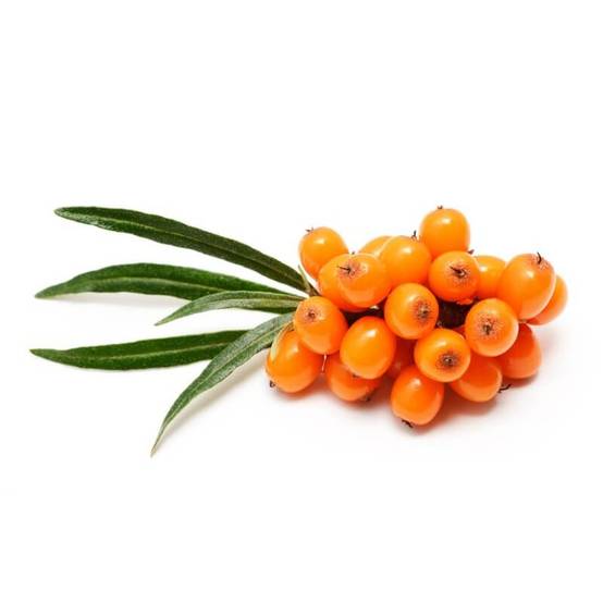 Argousier (Hippophae rhamnoides) - Godet - Taille 20/40cm - Pépinières Naudet - Image 4