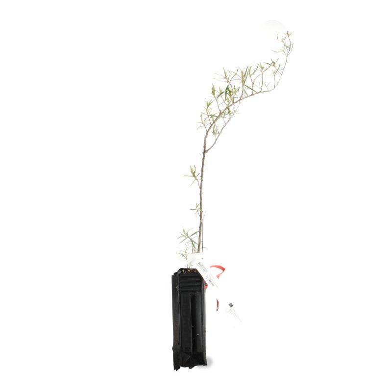 Argousier (Hippophae rhamnoides) - Godet - Taille 20/40cm - Pépinières Naudet - Image 2