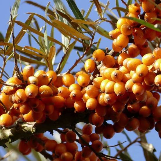 Argousier (Hippophae rhamnoides) - Godet - Taille 20/40cm - Pépinières Naudet - Image 5