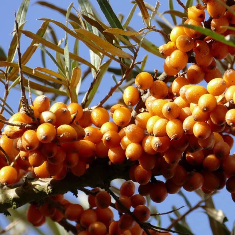 Argousier (Hippophae rhamnoides) - Godet - Taille 20/40cm - Pépinières Naudet - Image 5