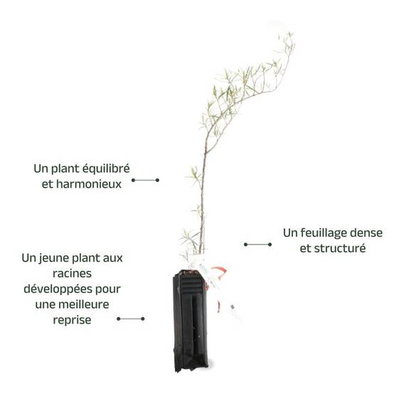 Argousier (Hippophae rhamnoides) - Godet - Taille 20/40cm - Pépinières Naudet - Image 3