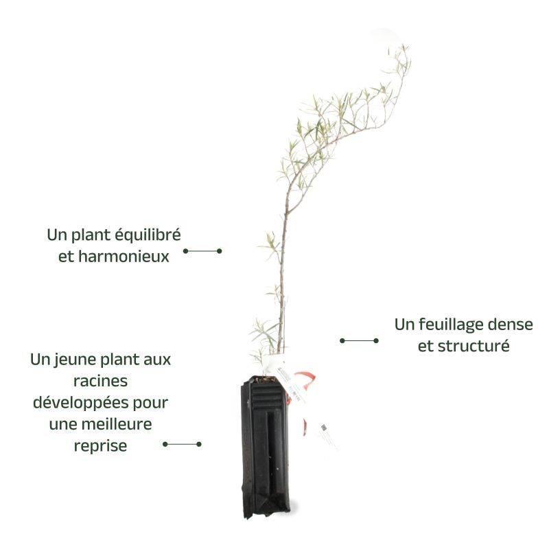 Argousier (Hippophae rhamnoides) - Godet - Taille 20/40cm - Pépinières Naudet - Image 3