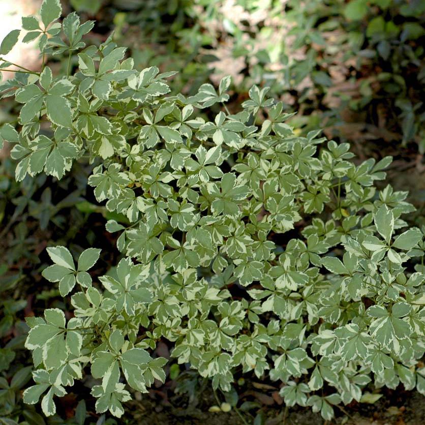 Acanthopanax sieboldii Variegatus - Eleutherococcus Pot de 4L/5L