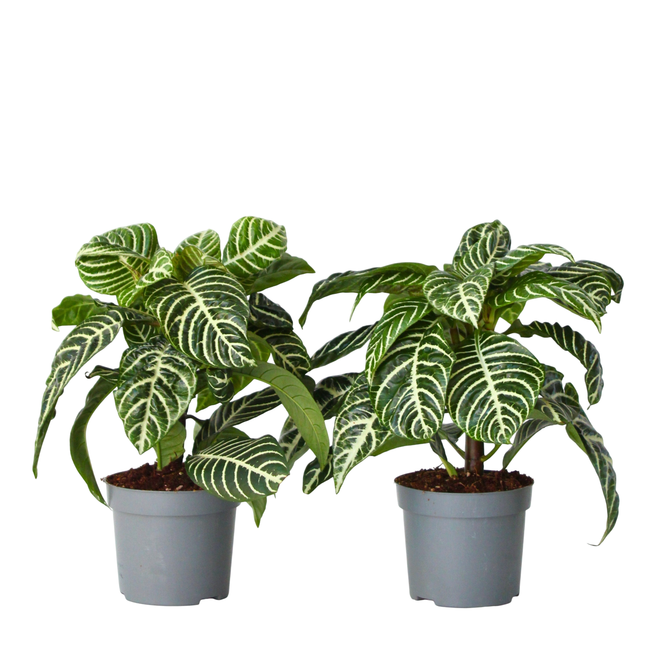 Plant In A Box - Plante à feuilles panachées - Set de 2 - Aphelandra botanica - H25-45cm - ⌀13cm - Image 1