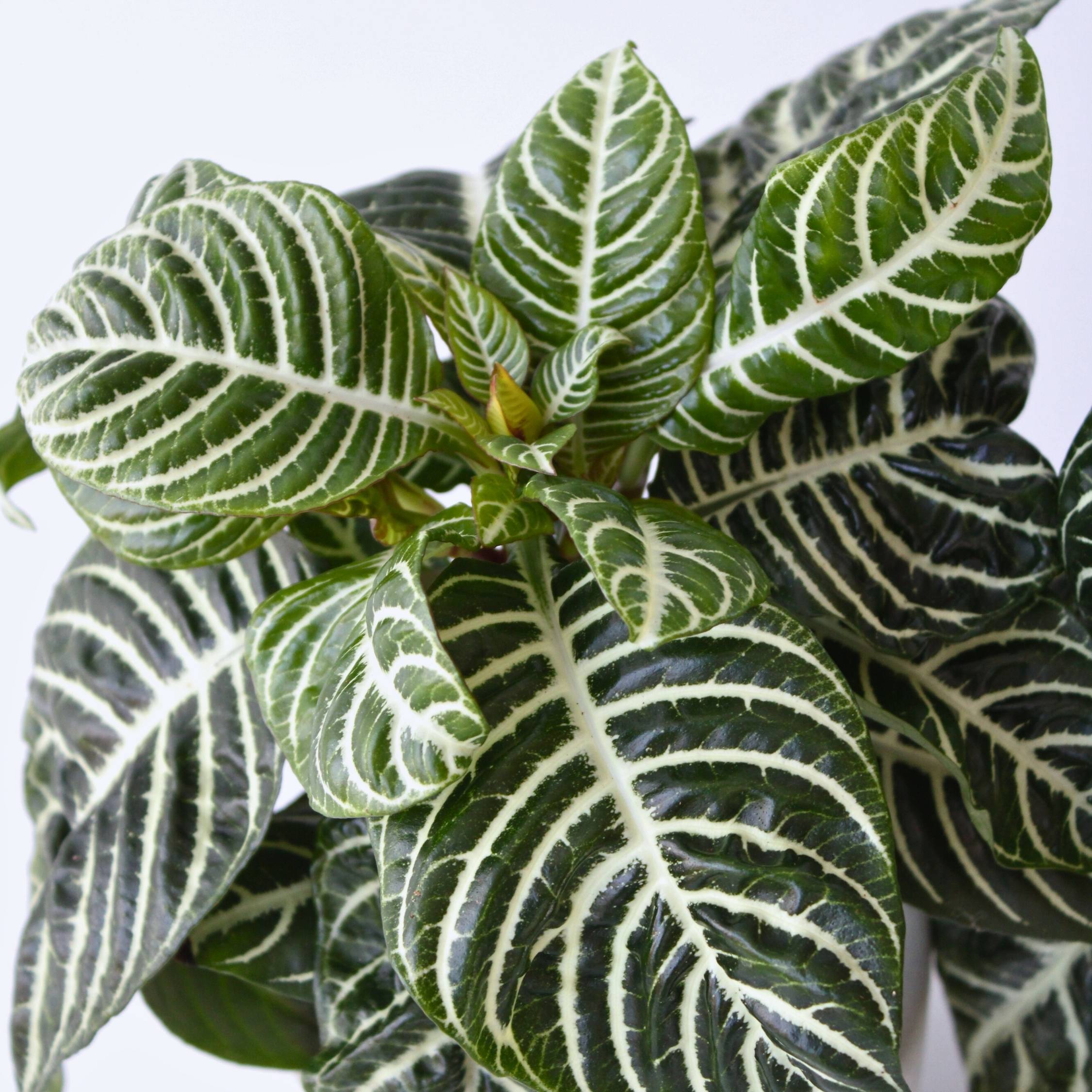 Plant In A Box - Plante à feuilles panachées - Set de 2 - Aphelandra botanica - H25-45cm - ⌀13cm - Image 3