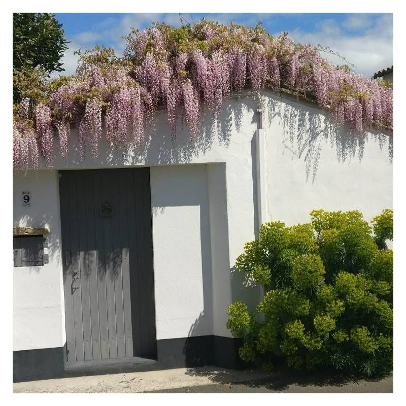 Glycine du Japon Pink Ice à fleurs Rose - feuillage Caduc - Pot de 1,5L - Tuteur bambou 30/60 cm-  hauteur à maturité De 5,00 m à 10,00 m - Image 8