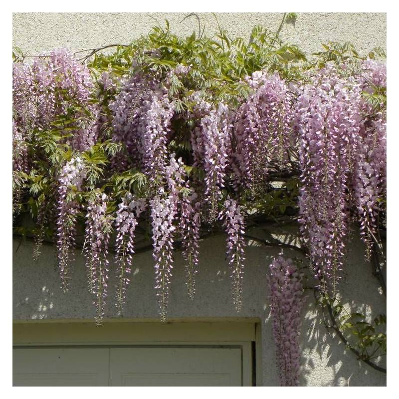 Glycine du Japon Pink Ice à fleurs Rose - feuillage Caduc - Pot de 1,5L - Tuteur bambou 30/60 cm-  hauteur à maturité De 5,00 m à 10,00 m - Image 4