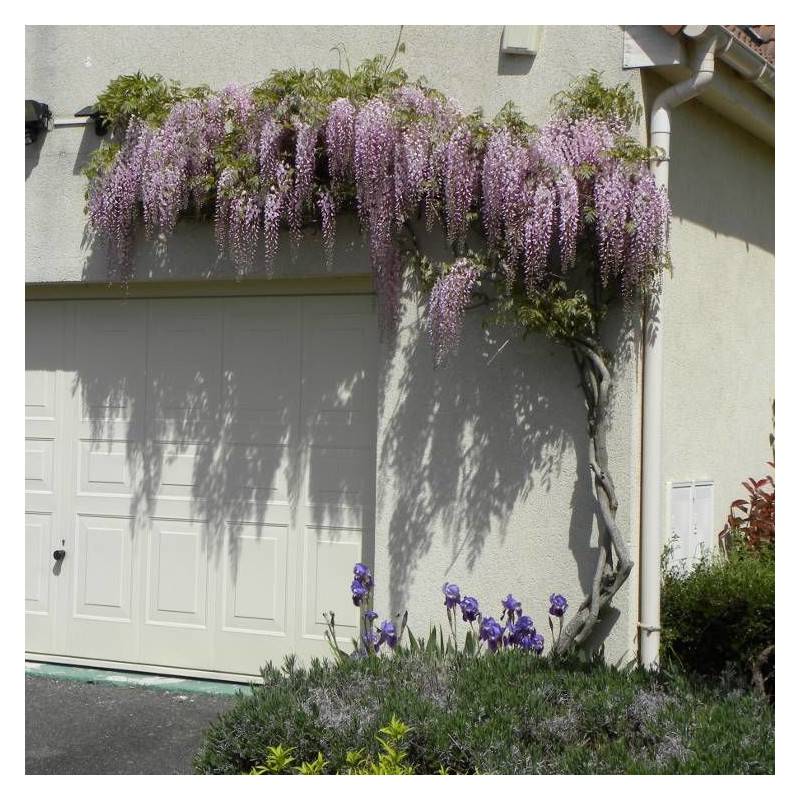 Glycine du Japon Pink Ice à fleurs Rose - feuillage Caduc - Pot de 1,5L - Tuteur bambou 30/60 cm-  hauteur à maturité De 5,00 m à 10,00 m - Image 10