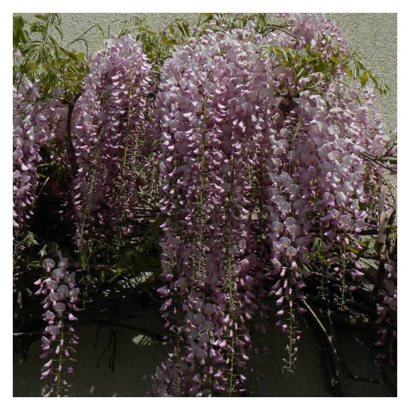 Glycine du Japon Pink Ice à fleurs Rose - feuillage Caduc - Pot de 1,5L - Tuteur bambou 30/60 cm-  hauteur à maturité De 5,00 m à 10,00 m - Image 7