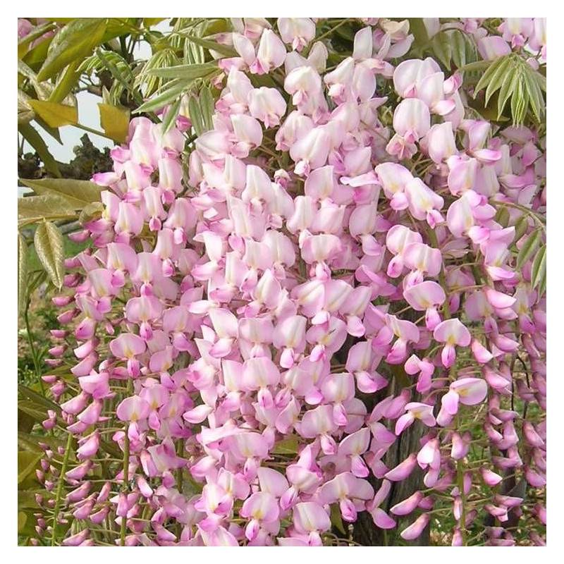 Glycine du Japon Pink Ice à fleurs Rose - feuillage Caduc - Pot de 1,5L - Tuteur bambou 30/60 cm-  hauteur à maturité De 5,00 m à 10,00 m - Image 5