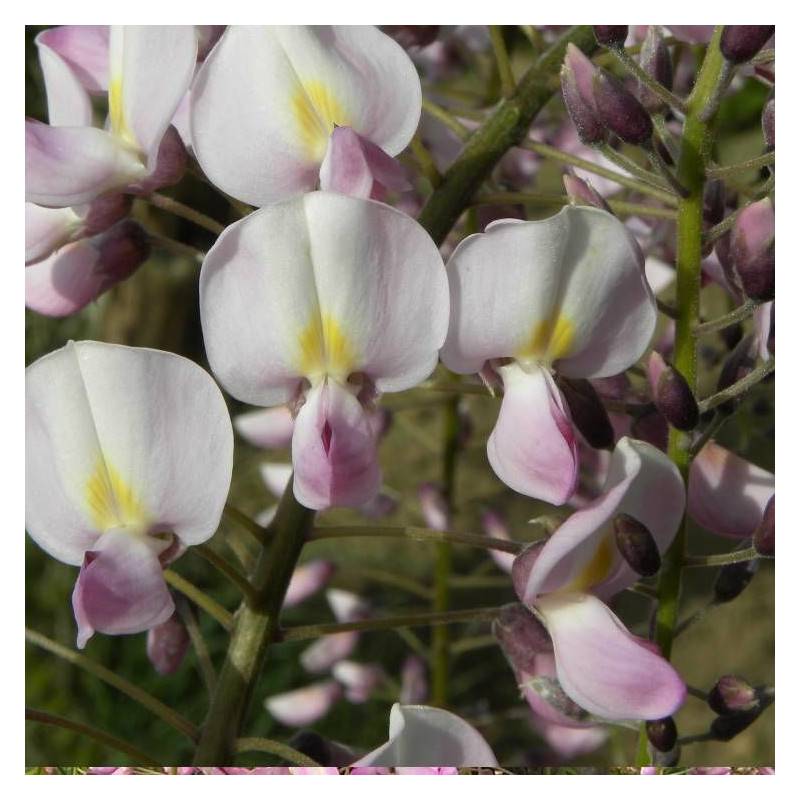 Glycine du Japon Pink Ice à fleurs Rose - feuillage Caduc - Pot de 1,5L - Tuteur bambou 30/60 cm-  hauteur à maturité De 5,00 m à 10,00 m - Image 6