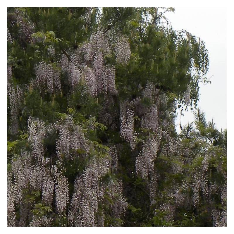 Glycine du Japon Pink Ice à fleurs Rose - feuillage Caduc - Pot de 1,5L - Tuteur bambou 30/60 cm-  hauteur à maturité De 5,00 m à 10,00 m - Image 3