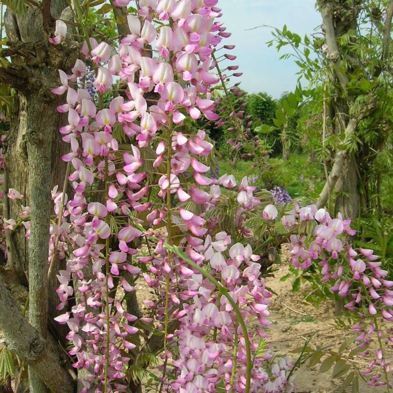 Glycine du Japon Pink Ice à fleurs Rose - feuillage Caduc - Pot de 1,5L - Tuteur bambou 30/60 cm-  hauteur à maturité De 5,00 m à 10,00 m - Image 1