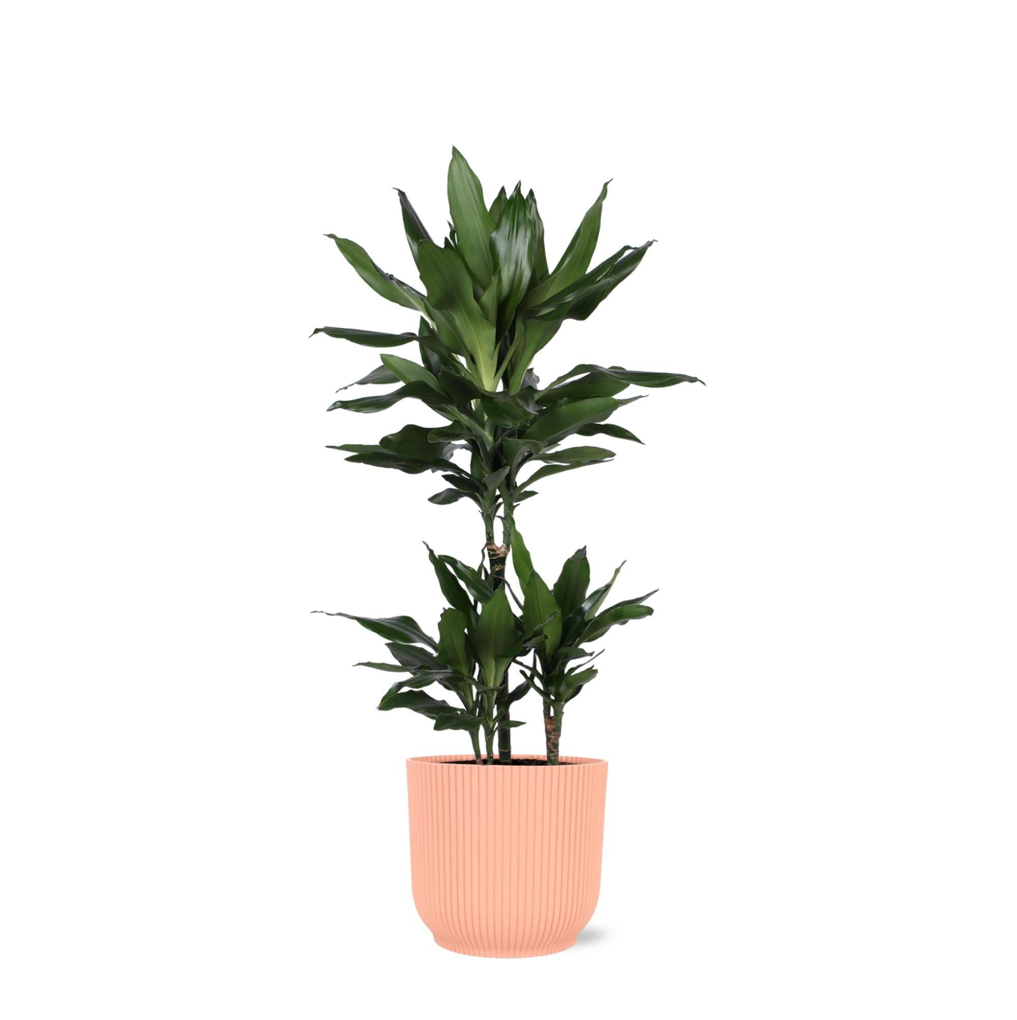 La Green Touch - Dracaena Janet Lind et son pot- La Green Touch Relief Rose - Hauteur 90cm