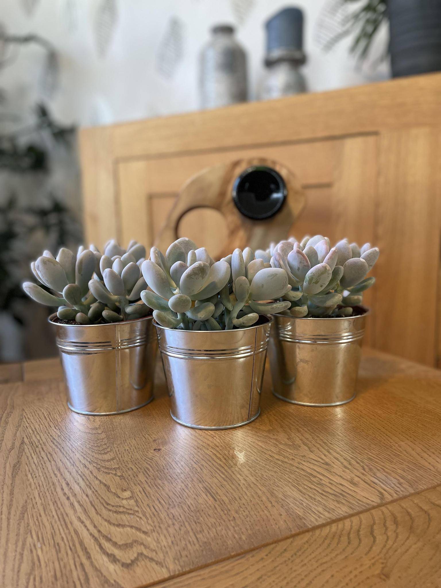 La Green Touch - Succulentes Pachyphytum Oviferum - Lot de 3 - Pot Zinc- La Green Touch - Image 2