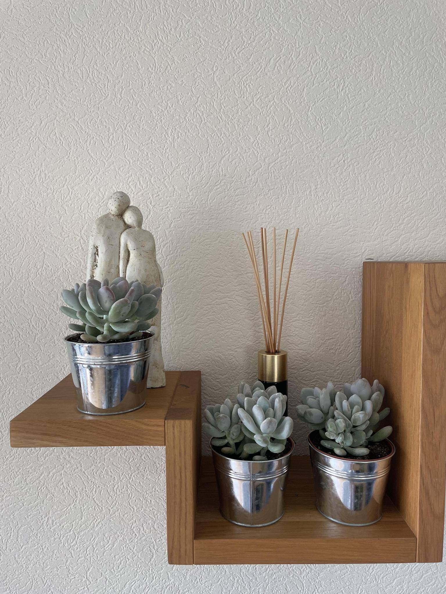 La Green Touch - Succulentes Pachyphytum Oviferum - Lot de 3 - Pot Zinc- La Green Touch - Image 3