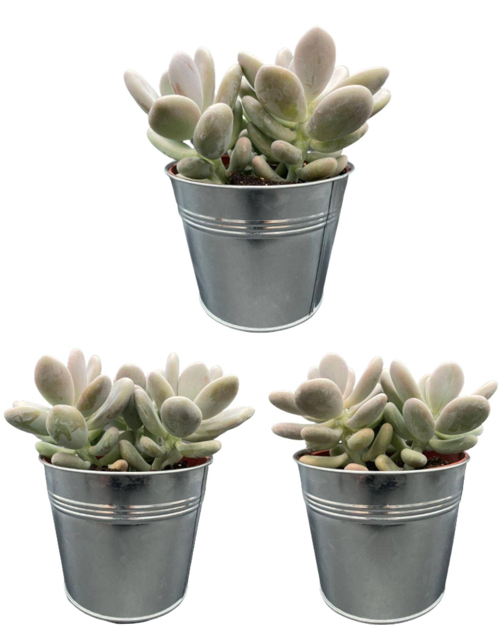 La Green Touch - Succulentes Pachyphytum Oviferum - Lot de 3 - Pot Zinc- La Green Touch - Image 1