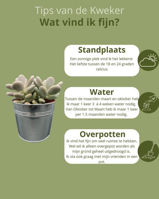 La Green Touch - Succulentes Pachyphytum Oviferum - Lot de 3 - Pot Zinc- La Green Touch - Image 5