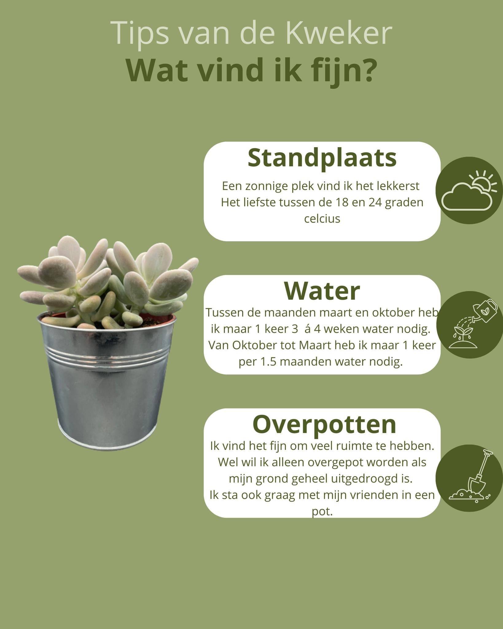 La Green Touch - Succulentes Pachyphytum Oviferum - Lot de 3 - Pot Zinc- La Green Touch - Image 5